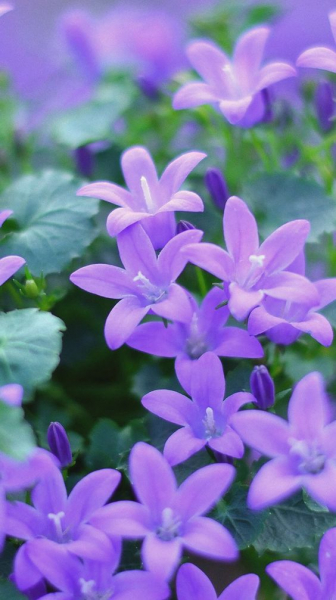 50 самых красивых цветов в мире