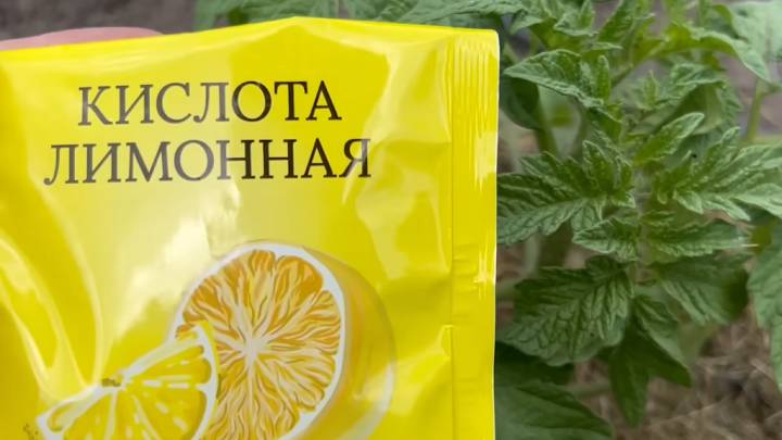 Даже слабые помидоры и огурцы можно хорошо собрать. Всего 1 ложка на литр воды