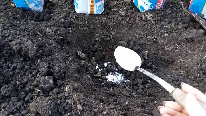 Поместите его в ямку, и огурец внезапно соберется