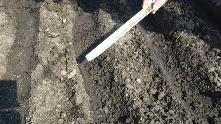 Я хотел бы поблагодарить моего дедушку за то, что он позволил мне испытать необходимые инструменты для посева семян моркови просто гениально