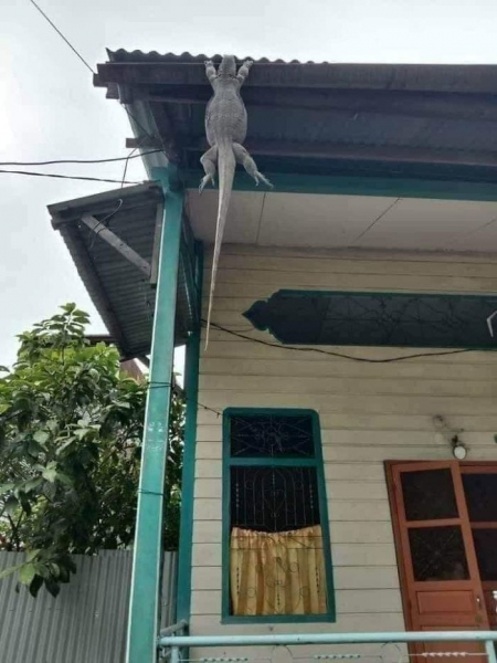 Эти животные удивляют: 18 фотографий дикой природы, которые поднимут вам хорошее настроение