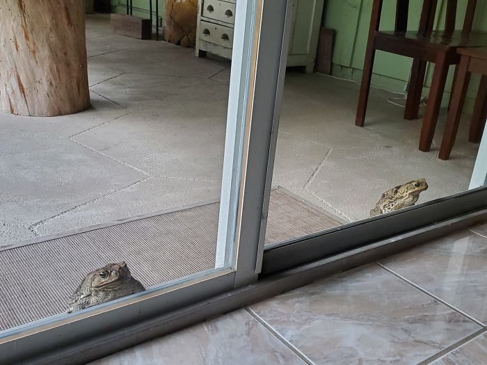 Эти животные удивляют: 18 фотографий дикой природы, которые поднимут вам хорошее настроение