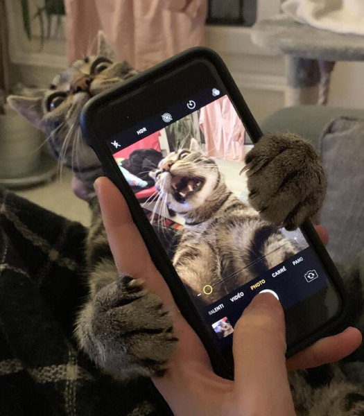 21 забавная фотография кошек в различных ситуациях, которые заставят вас смеяться