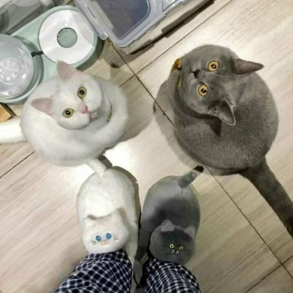 21 забавная фотография кошек в различных ситуациях, которые заставят вас смеяться