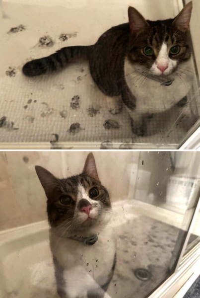 18 веселых фотографий, которые доказывают, что животные не всегда маленькие ангелы