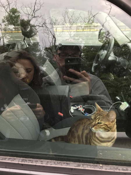 18 веселых фотографий, которые доказывают, что животные не всегда маленькие ангелы