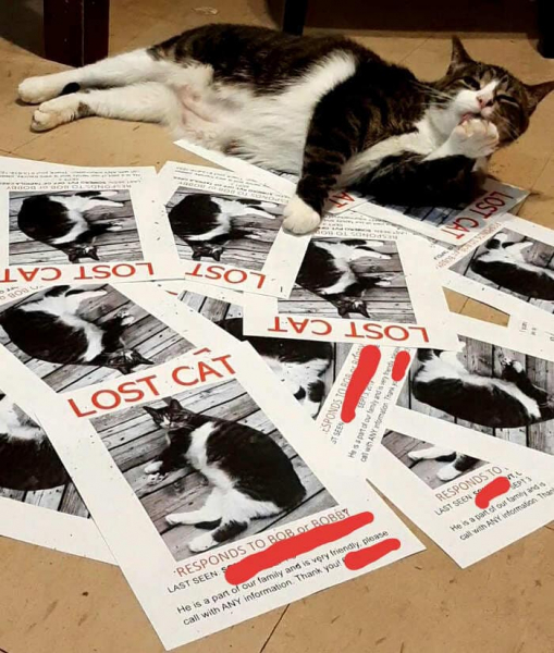 18 веселых фотографий, которые доказывают, что животные не всегда маленькие ангелы