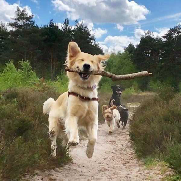 Осторожно, пантомимный трюк выходит за рамки воображения: 16 животных, которые покорят ваше сердце и заставят улыбнуться!