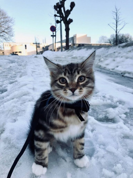 17 очаровательных кошек, которые выглядят как настоящие супермодели без каких-либо усилий