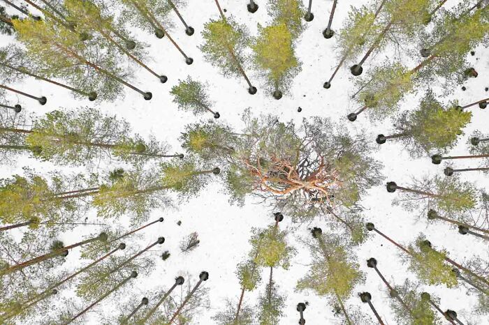 Природа, как она есть: 15 снимков, доказывающих, что она &mdash; лучший художник. Фотографии-победители конкурса &laquo;Фотограф природы года 2024&raquo;