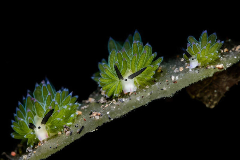 Дикие мордочки &mdash; смешные позы: лучшие кадры из фотоконкурса, которые вы обязаны увидеть