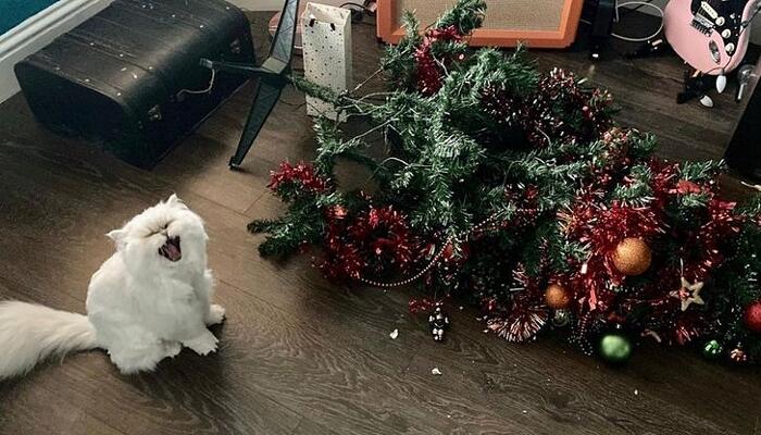 Иногда они просто милые пушистики, а иногда &mdash; настоящие антагонисты!