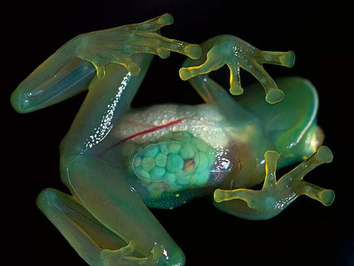 Прозрачные животные: фотографии, доказывающие, что природа — лучший иллюзионист