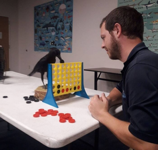 Коварные гении: 17 доказательств, что вороны &mdash; настоящие интеллектуалы мира птиц