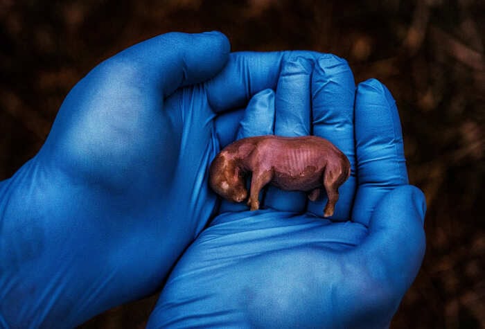 Лучшие фото 2024 от National Geographic: кадры, от которых захватывает дух