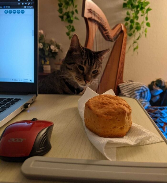 В Париже кошка охотилась за бургером. 17 животных, которые устроили слежку за едой