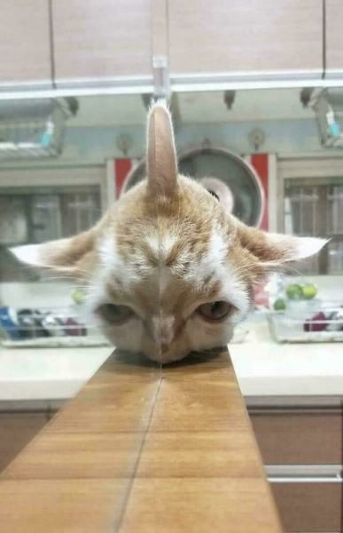 18 действительно запутанных фотографий, которые могут потребовать времени на осознания
