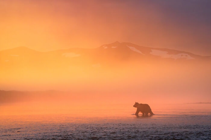 Когда природа решила, что она &ndash; лучший фотограф: 16 фотографий победителей, которые восхищают и удивляют