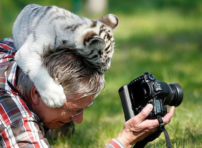 15+ забавных моментов, когда животные мешали фотографам дикой природы работать