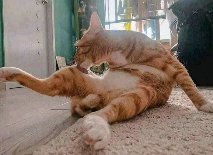 18 фотографий животных, которые могут согреть ваше сердце и подниму вам настроение