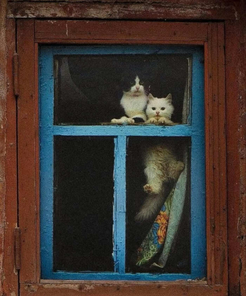 Городские звери: уличная фотопоэзия. Захватывающие фотографии, посвященные животным