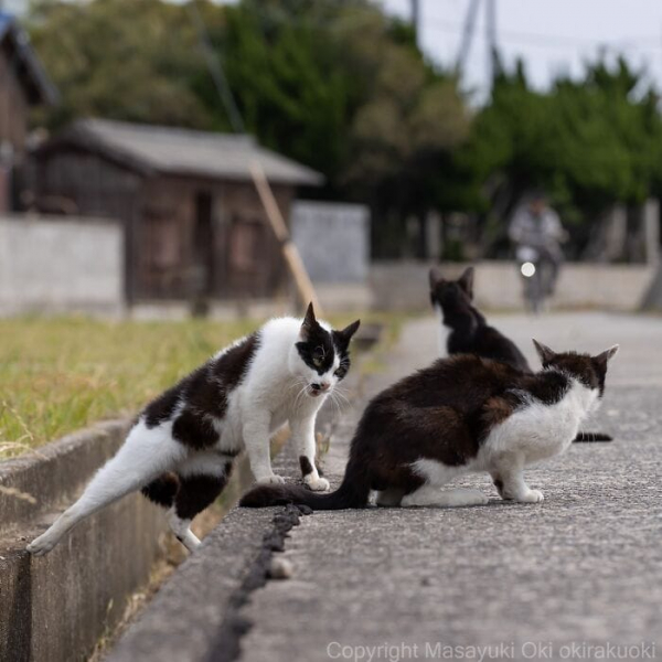 Усатая драма: 16 фотографий кошек с характером от мастера уличного кото-репортажа