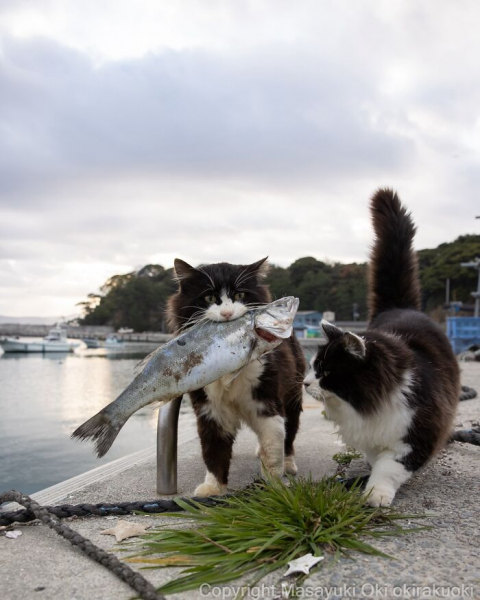 Усатая драма: 16 фотографий кошек с характером от мастера уличного кото-репортажа