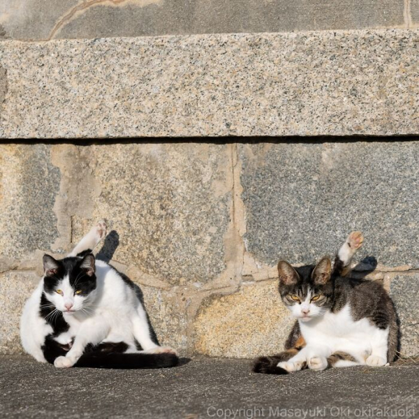 Усатая драма: 16 фотографий кошек с характером от мастера уличного кото-репортажа