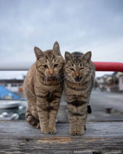 Усатая драма: 16 фотографий кошек с характером от мастера уличного кото-репортажа