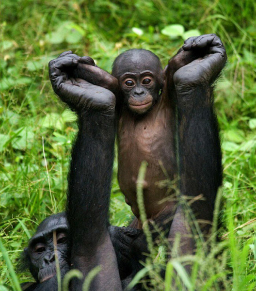 Король тайминга: 16 фото, на которых природа застала себя врасплох