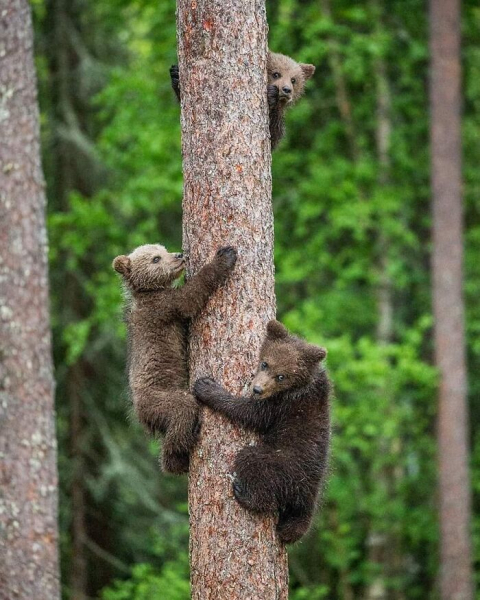 Король тайминга: 16 фото, на которых природа застала себя врасплох