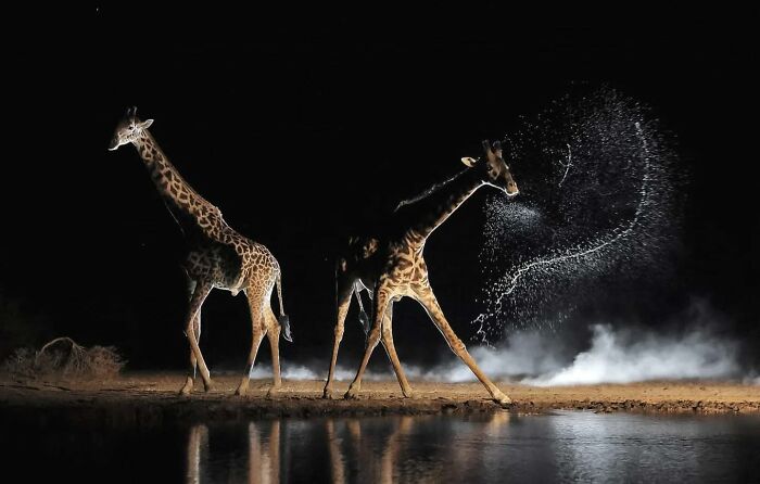 Король тайминга: 16 фото, на которых природа застала себя врасплох