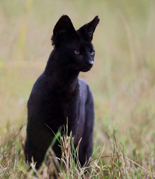 Король тайминга: 16 фото, на которых природа застала себя врасплох