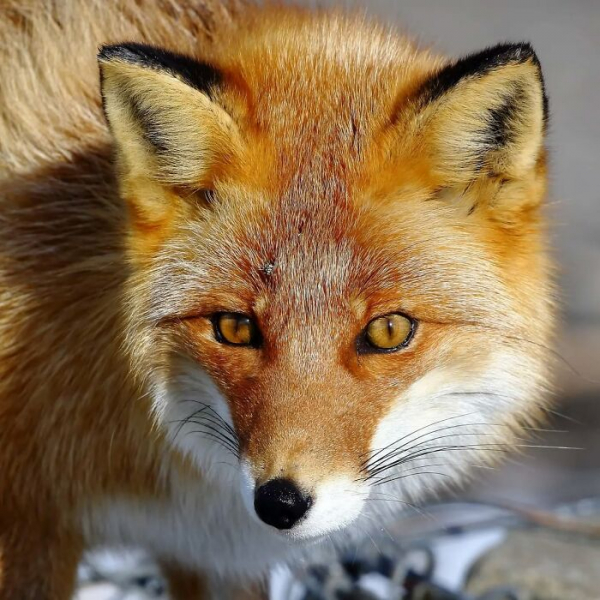 Король тайминга: 16 фото, на которых природа застала себя врасплох
