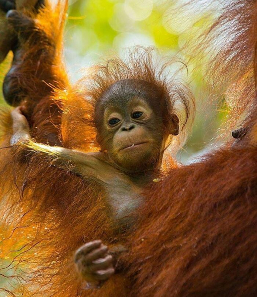 Король тайминга: 16 фото, на которых природа застала себя врасплох