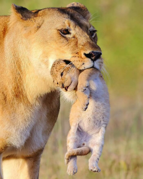 Король тайминга: 16 фото, на которых природа застала себя врасплох