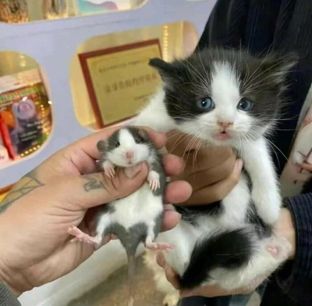 17 фото доказательств того, что коты смешнее любого стендапа