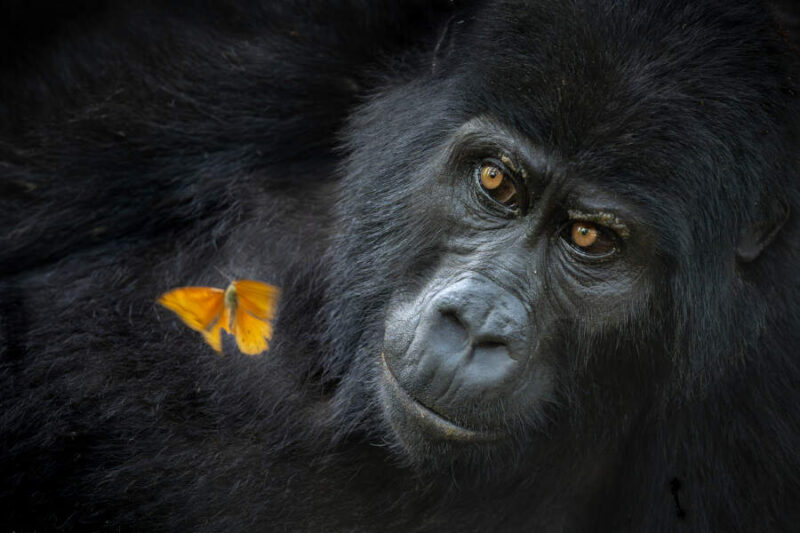 Горилла встретила бабочку, а фотограф — своё счастье: победители конкурса Nature Photographer 2025