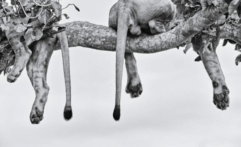 Горилла встретила бабочку, а фотограф — своё счастье: победители конкурса Nature Photographer 2025