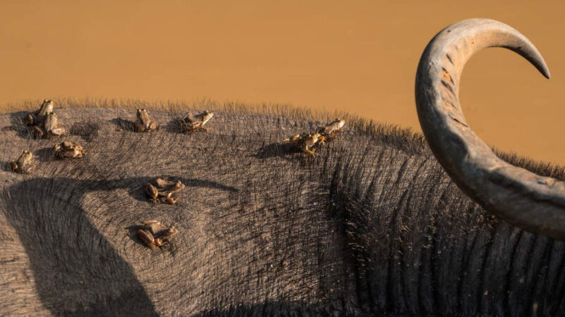 Горилла встретила бабочку, а фотограф — своё счастье: победители конкурса Nature Photographer 2025